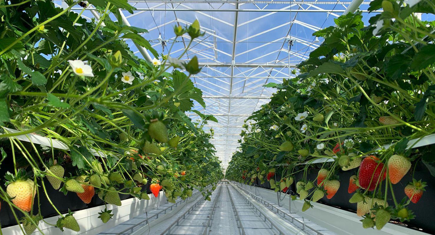 Dyson farming strawberries growing in the glasshouse